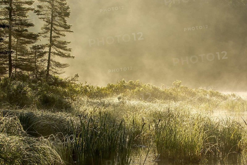 Marshland and mist at dawn