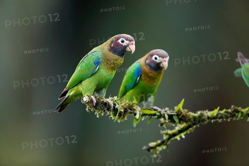 2 brown-hooded parrot