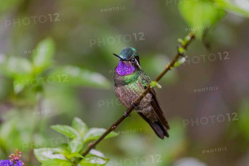 Purple-throated nymph