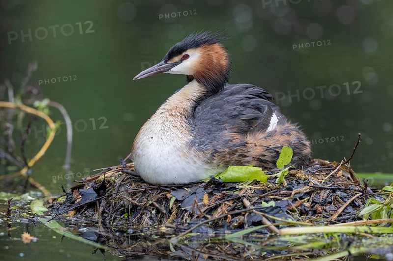 Great Crested Grebe