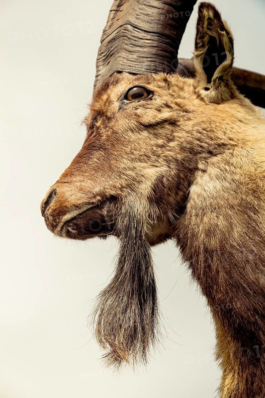 Wild brown mountain goat with two huge horns