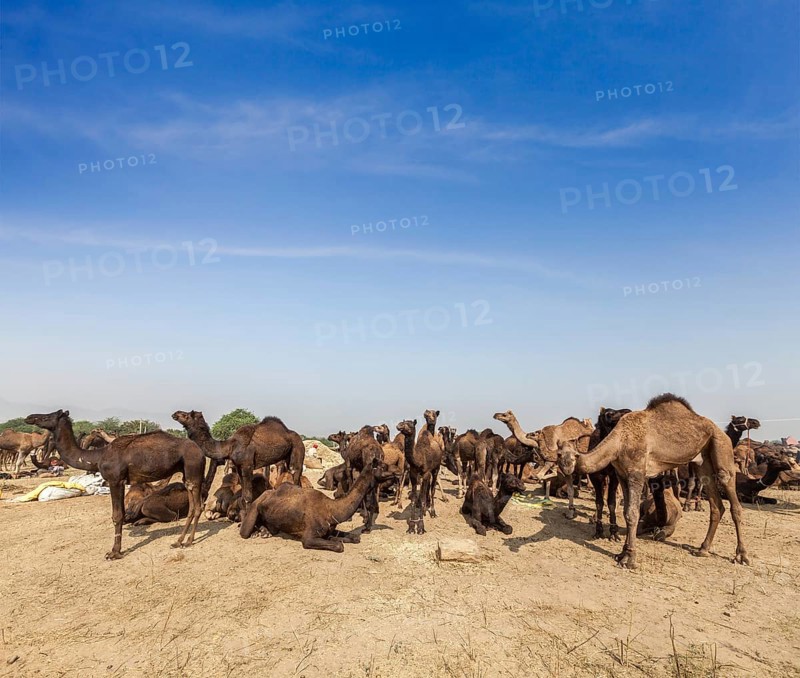 Camels at Pushkar Mela