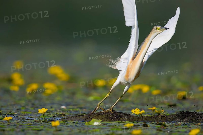 Squacco Heron