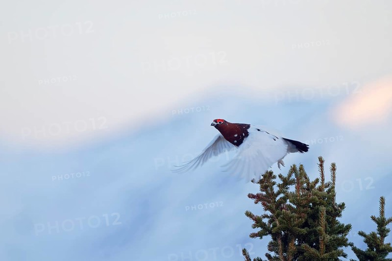Willow Grouse