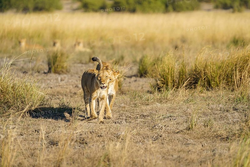 Lionesses