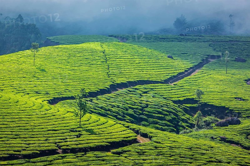 Kerala India travel background