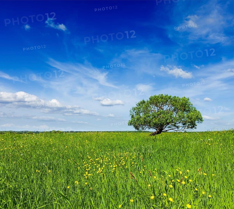 Spring summer background