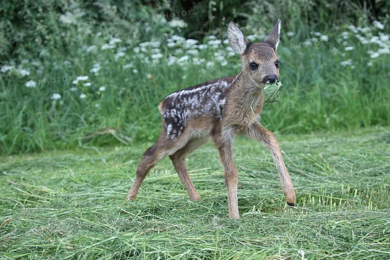 European roe deer