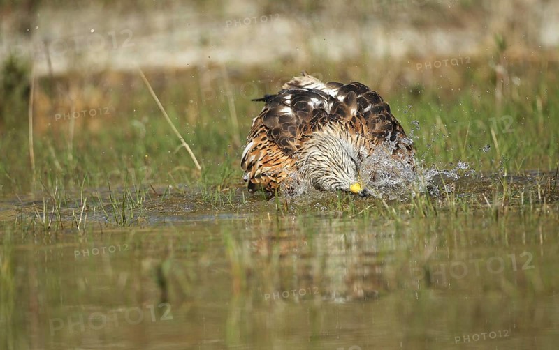 Red Kite