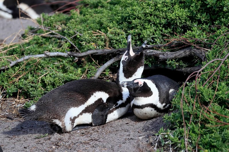 African penguin