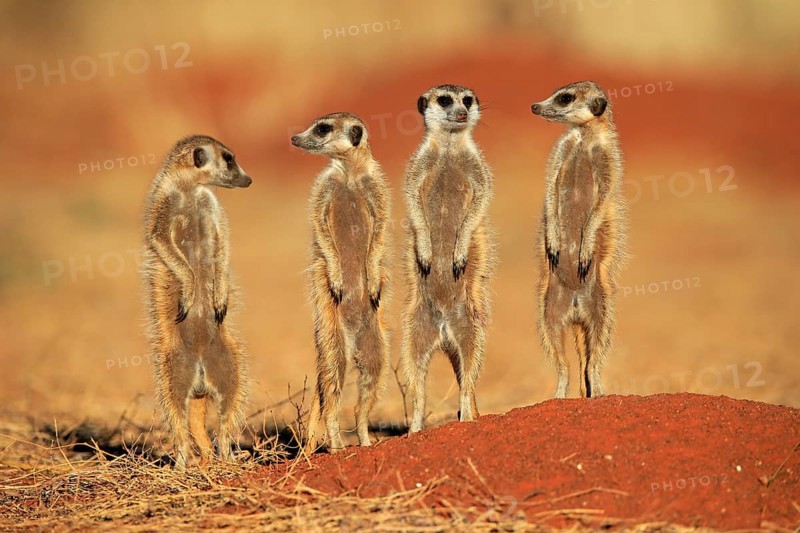 Meerkats