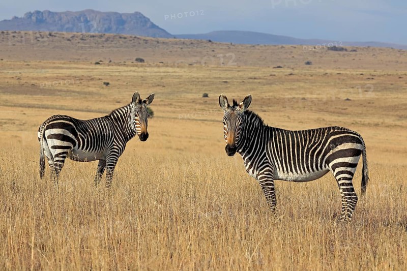 Cape Mountain Zebra