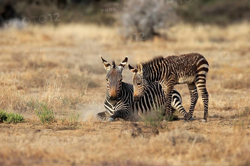 Cape Mountain Zebra