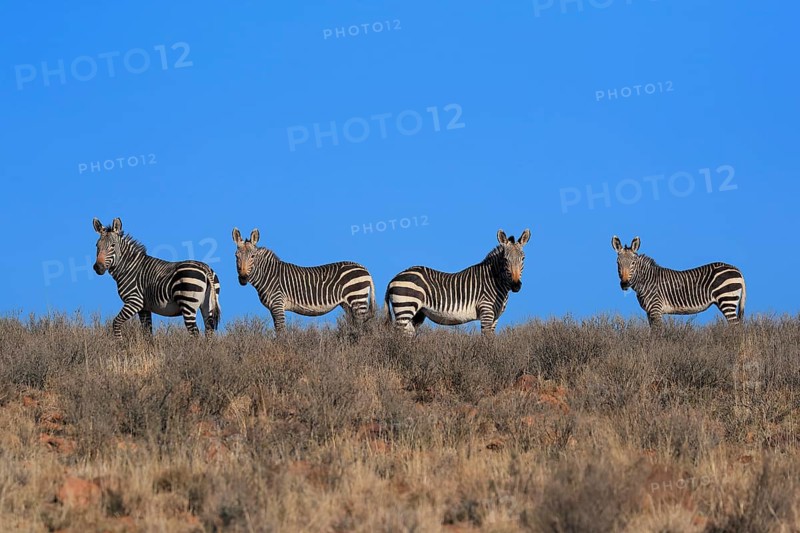 Cape Mountain Zebra
