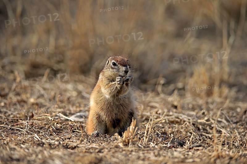 Cape ground squirrel