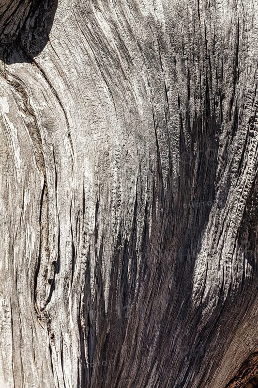 Weathered silver-grey tree bark with structures