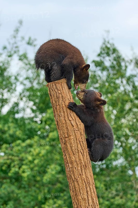 Black bear