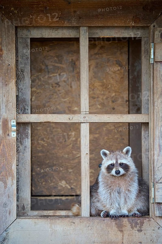 Raccoon