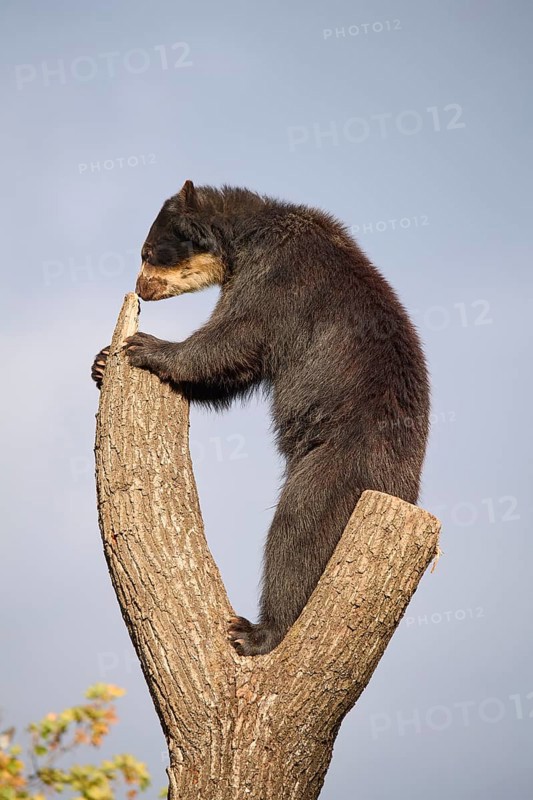 Sun bear