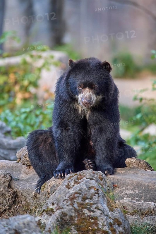 Sun bear