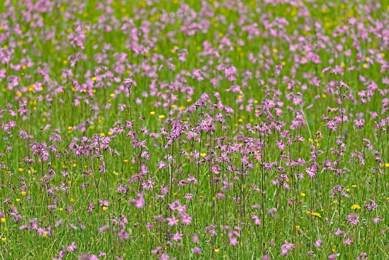 Mountain meadow with wildflowers