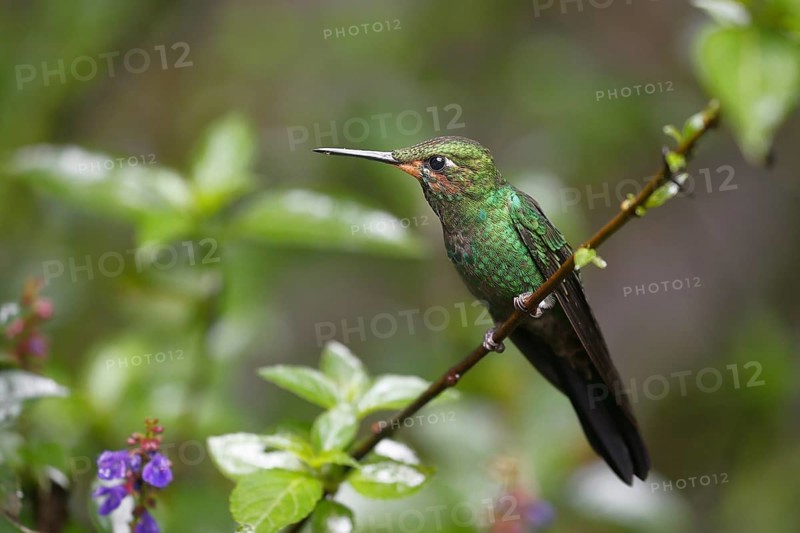 Green-crowned brilliant