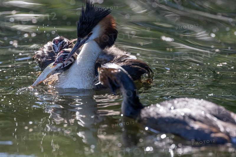 Great Crested Grebe