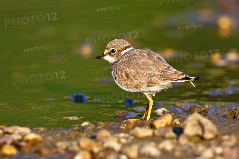 Little Ringed Plover