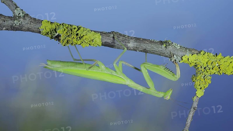 Closeup portrait of Green praying mantis hangs under tree branch on green grass and blue sky background. European mantis