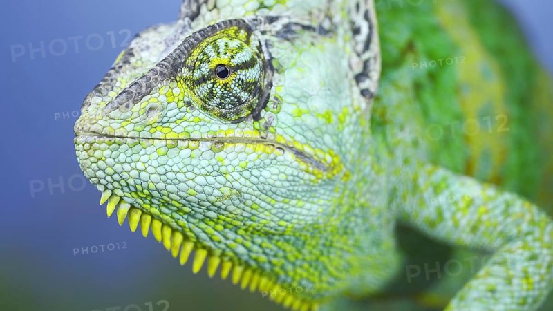 Adult green Veiled chameleon