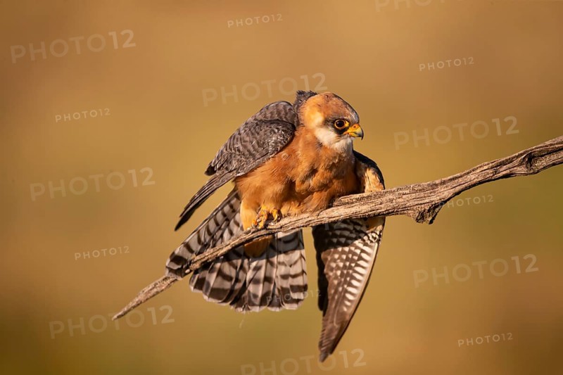 Red-footed Falcon