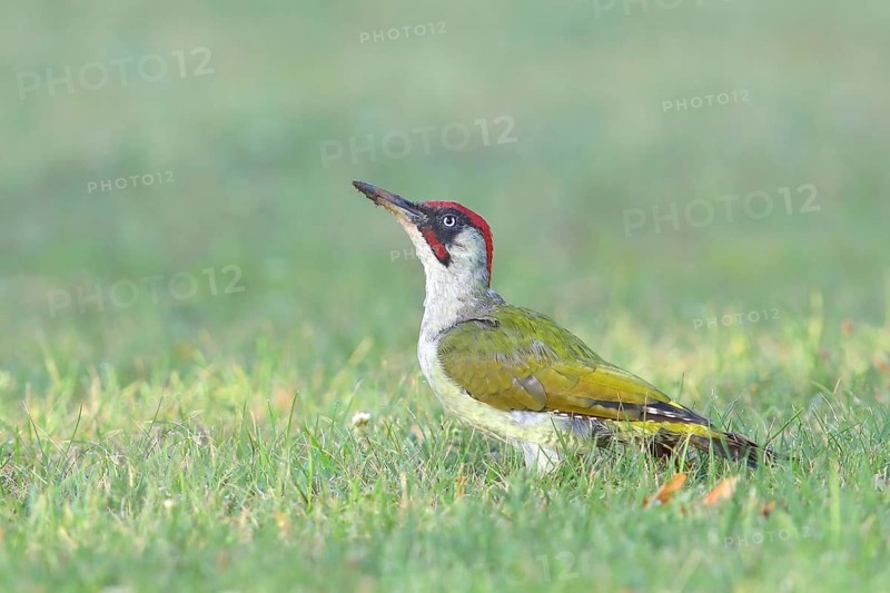 European green woodpecker