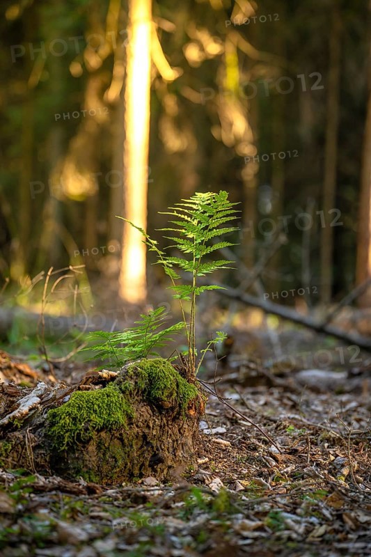 Fern in the evening light