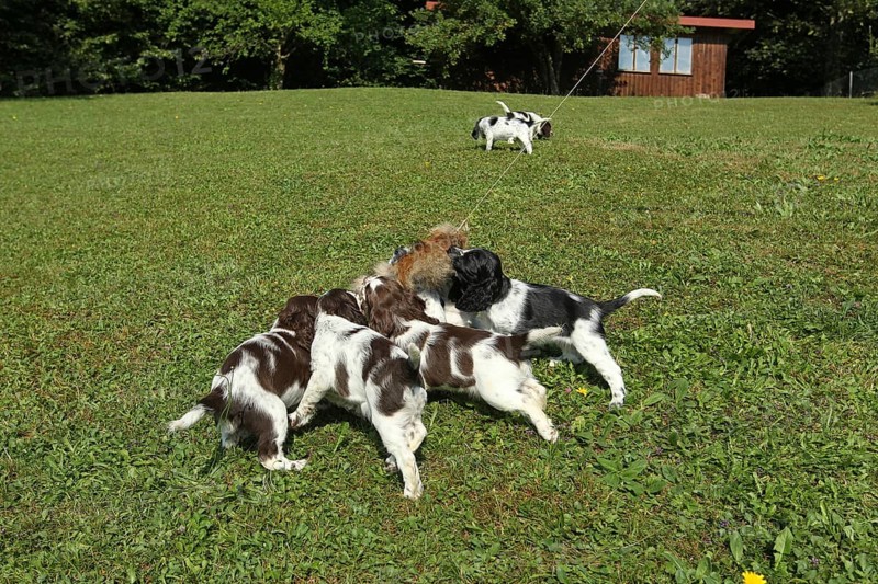 Hunting dog