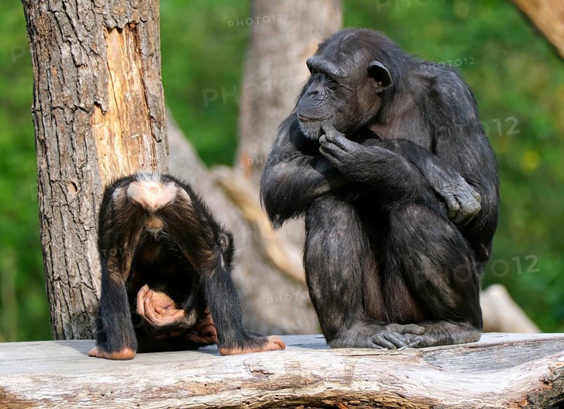 Western chimpanzee