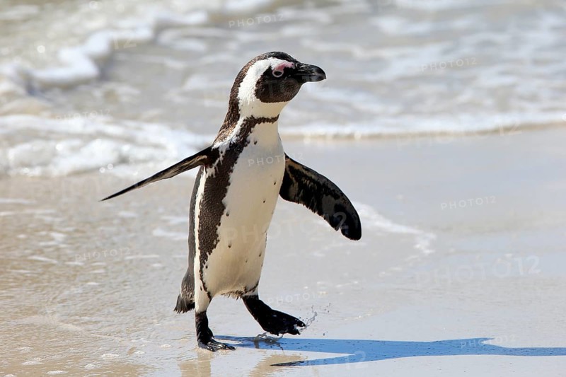 African penguin