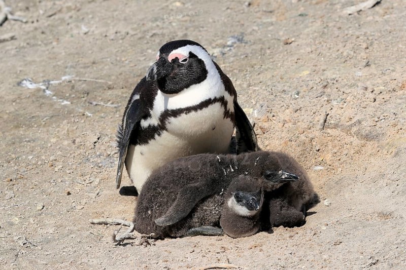 African penguin