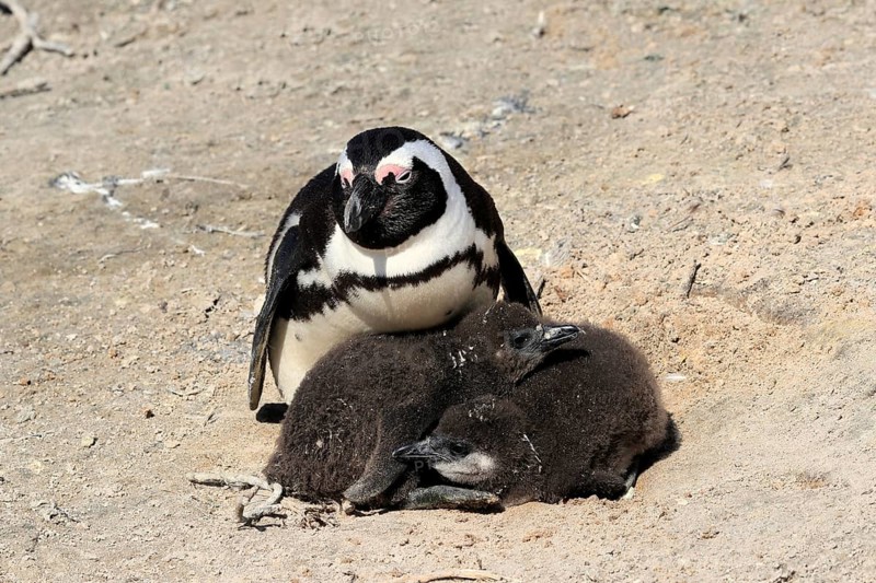 African penguin