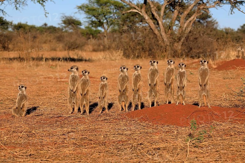 Meerkats
