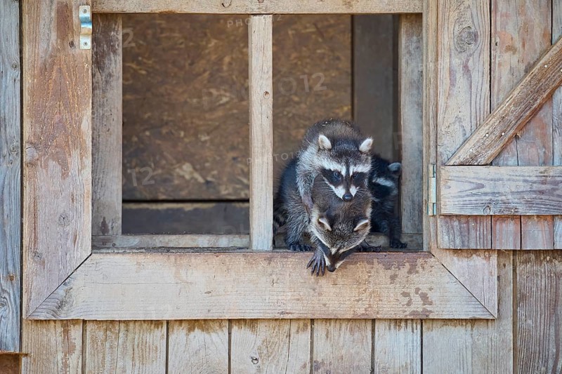 Raccoon