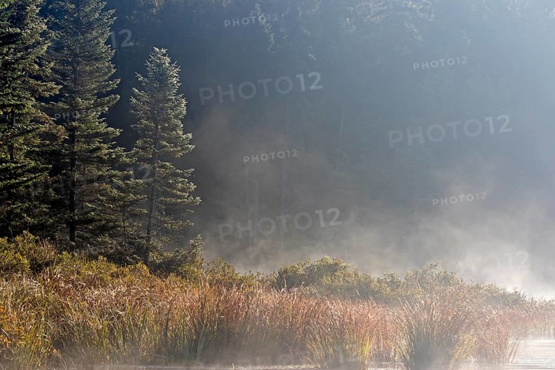 Marshland and mist at dawn