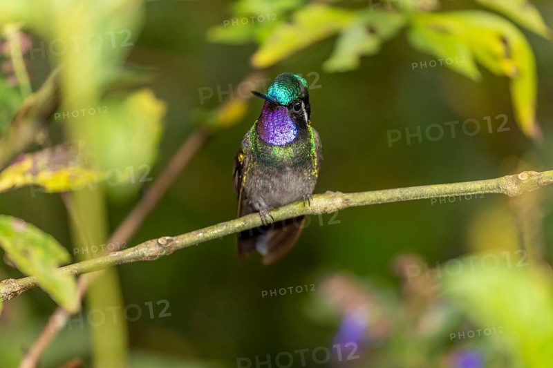 Purple-throated nymph
