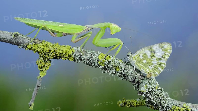 Closeup of Green praying mantis sits on tree branch next to butterfly and looking at on camera. Transcaucasian tree mantis