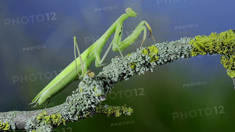 Closeup of Green praying mantis walks along tree branch on green grass and blue sky background. European mantis