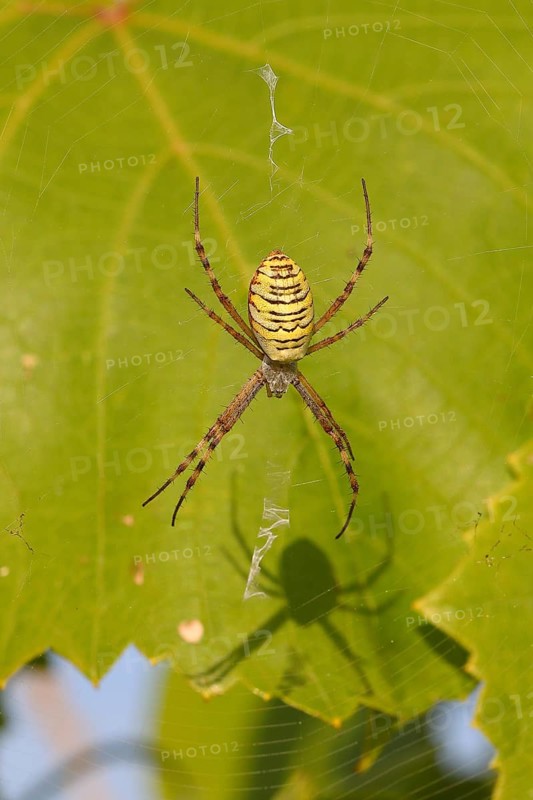 Wasp spider