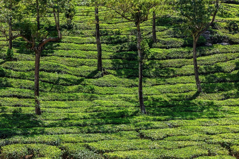 Kerala India travel background