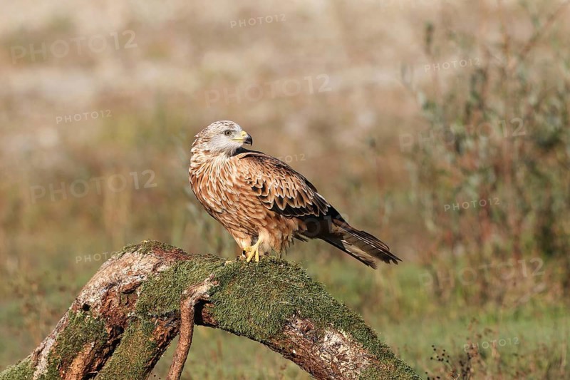 Red Kite