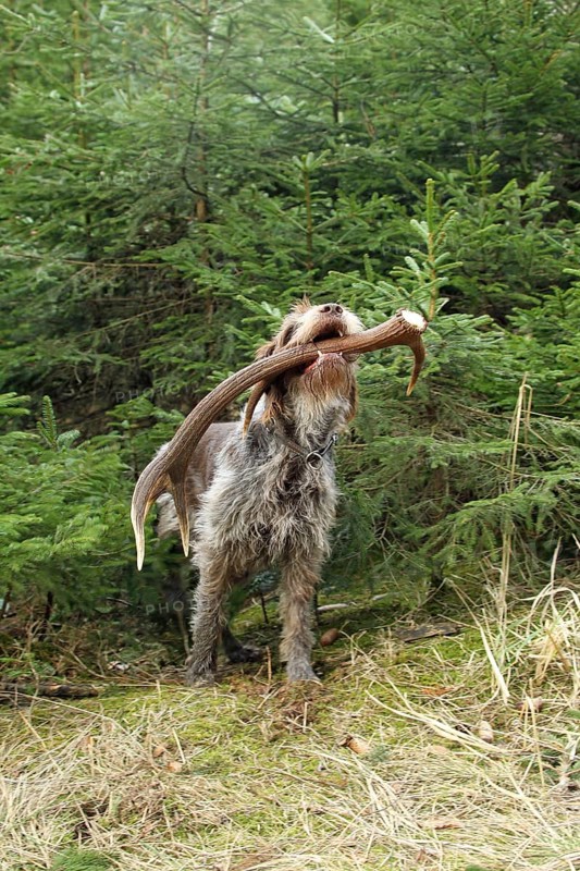 Hunting dog Griffon retrieves red deer