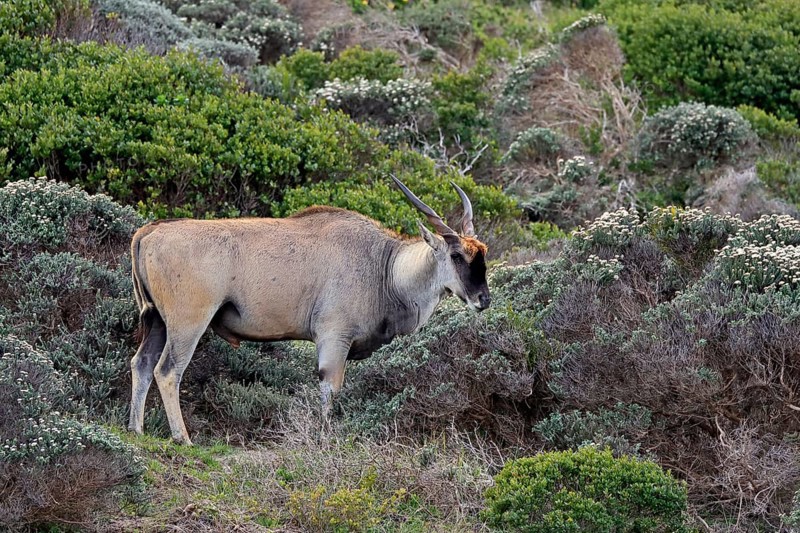 Common eland