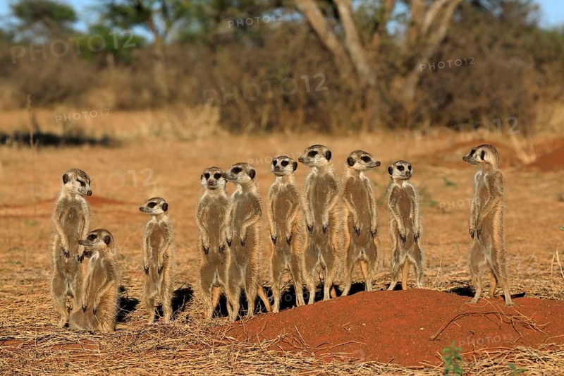 Meerkats